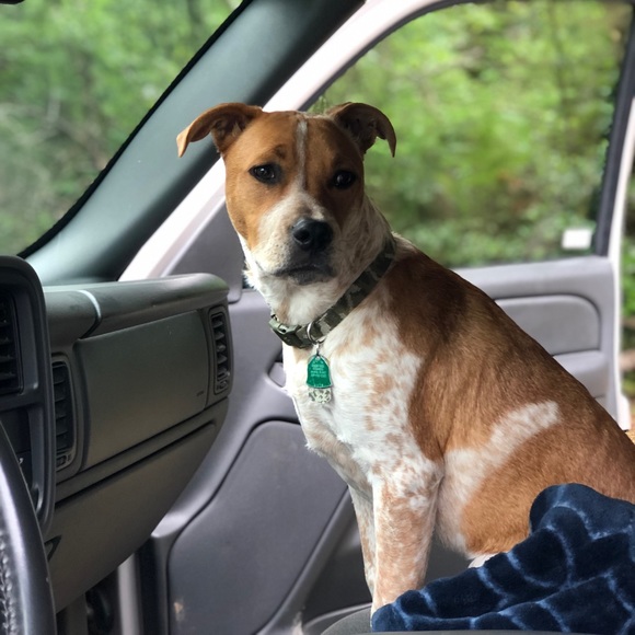 Meet your Posher, Zoey - Picture 2 of 2